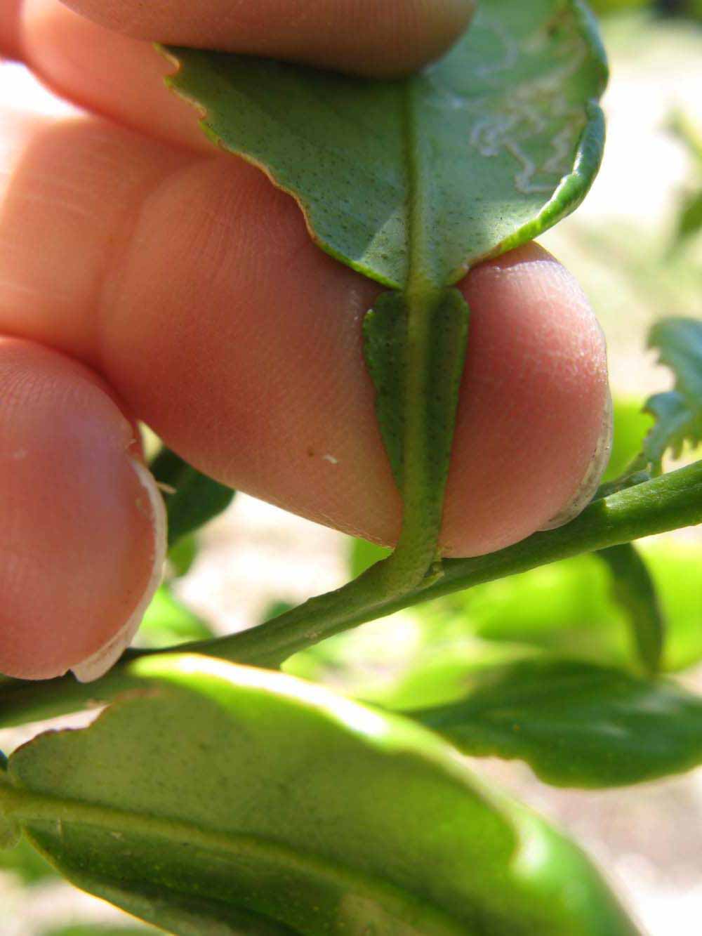              Petiole (Winter Haven, FL)       